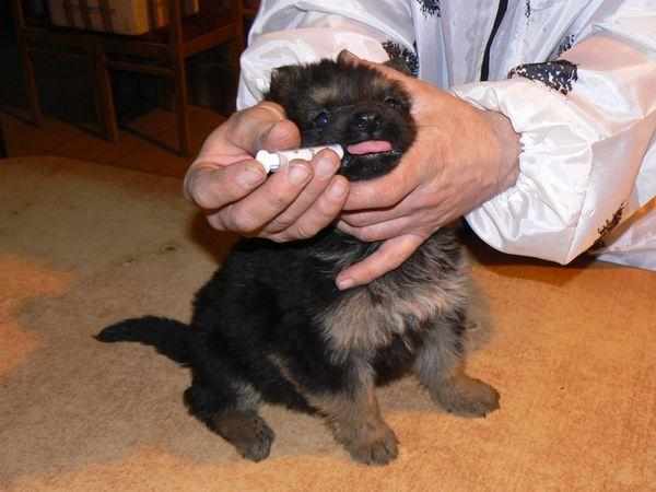 Вакцинация ни в коем случае не назначается больной собаке