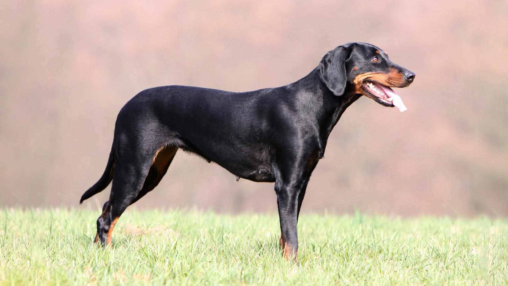 Австрийский гладкошерстный – миролюбивая и сдержанная собака