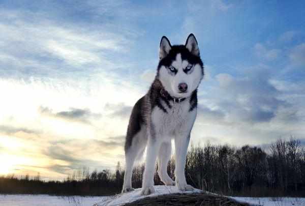 Сибирский хаски – это знаменитый ездовой пес