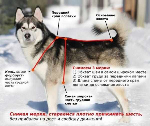 Снятие мерок с хаски для шлейки Снятие мерок с хаски для шлейки