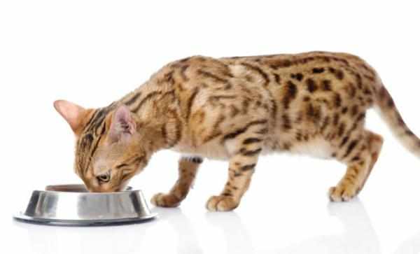 Бенгальская кошка ест исключительно свежие продукты