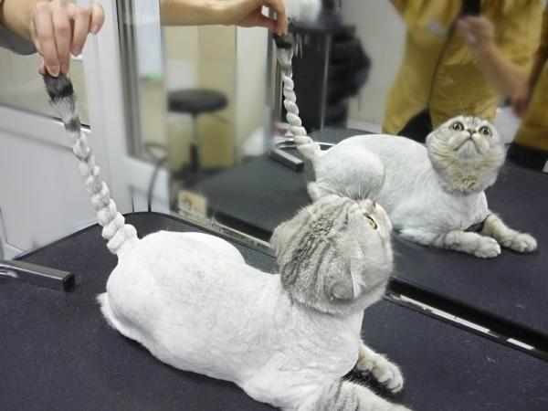 Для стрижки кошки нужно правильно подобрать инструменты Для стрижки кошки нужно правильно подобрать инструменты