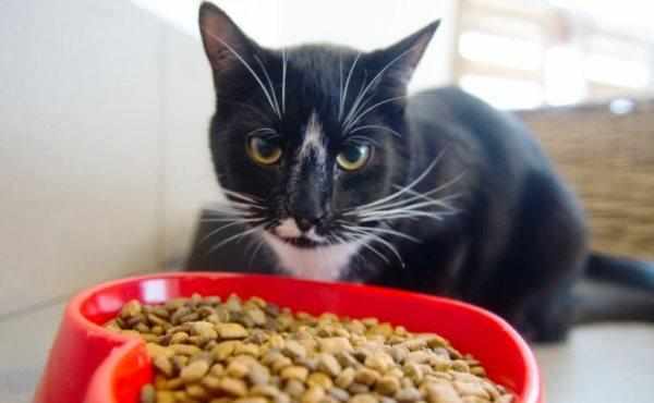 Ветеринарные корма предназначены для кошек, которые часто болеют