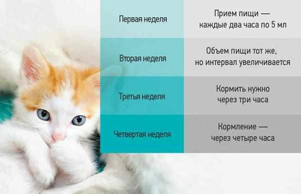Примерный режим кормления котят