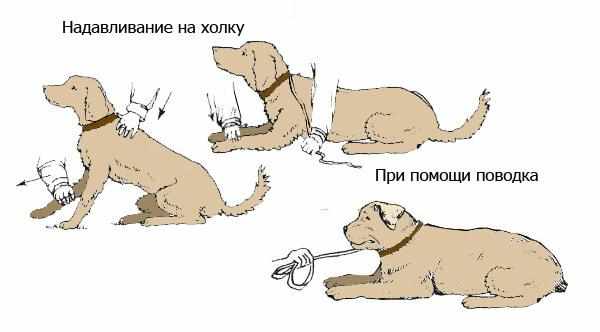 Надавите на холку питомца и дерните вниз поводок Надавите на холку питомца и дерните вниз поводок