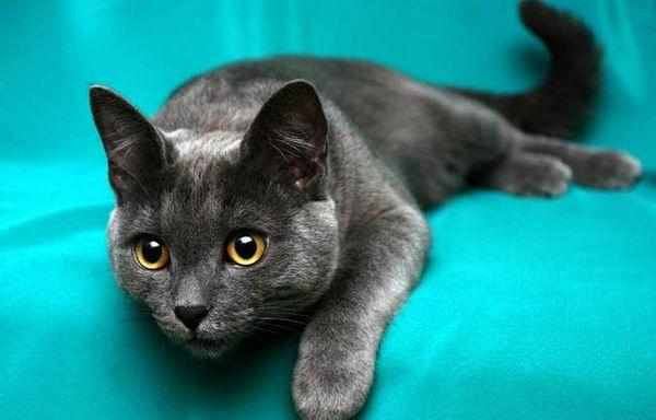 По характеру корат благородный кот По характеру корат благородный кот