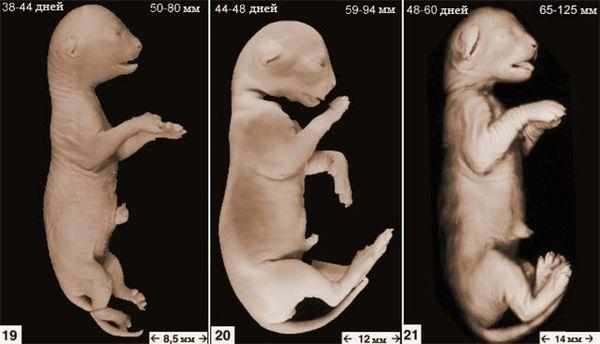 Развитие эмбриона кошки