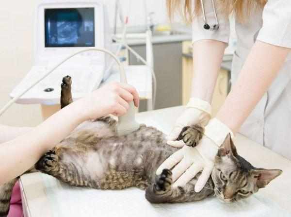 Проверка беременной кошки у ветеринара