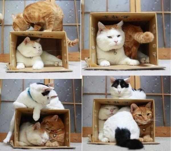 У каждой кошки должен быть свой домик У каждой кошки должен быть свой домик