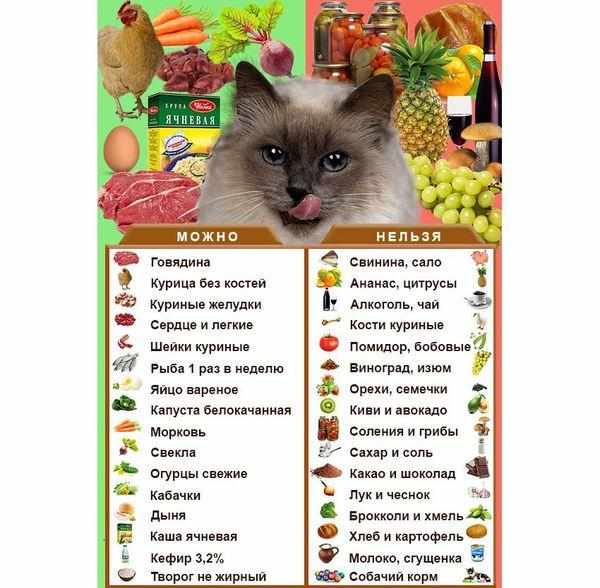 Разрешенные и запрещенные продукты для кошки