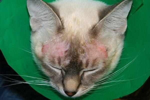 Экзема у кошек – дерматологическое воспалительное заболевание