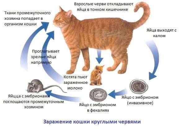 Как кошки заражаются гельминтами