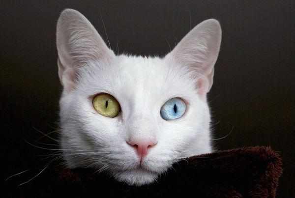 Кошка с разными глазами Кошка с разными глазами