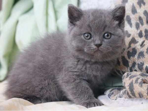 Котенка можно назвать исходя из его характера Котенка можно назвать исходя из его характера
