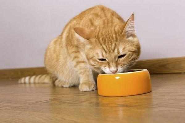 Консервы дороже остальных вариантов питания для домашних котов