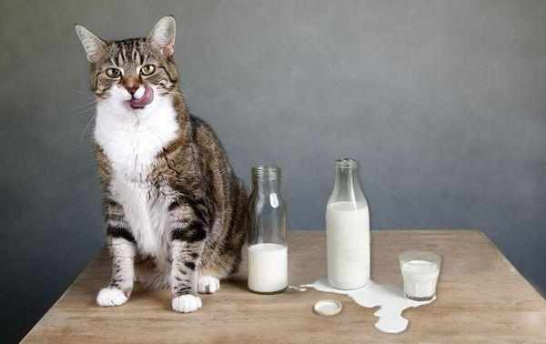 Нельзя кормить кошку сладкими молочными продуктами Нельзя кормить кошку сладкими молочными продуктами
