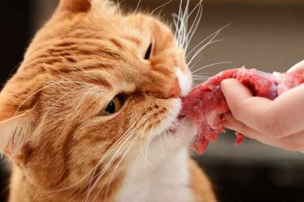 Кошка хищник, поэтому в ее рационе должно быть 8595% мяса