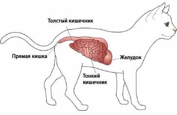 Строение кишечника и желудка у кошки Строение кишечника и желудка у кошки