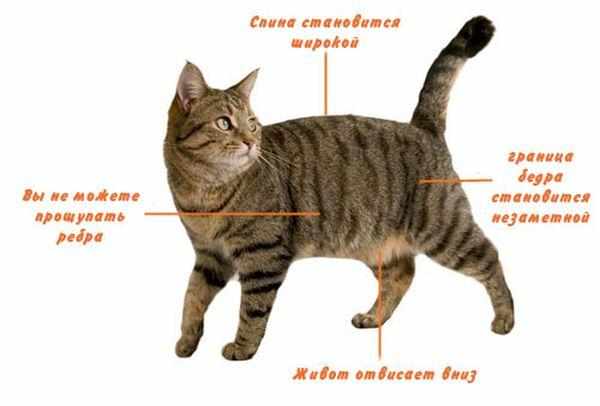 Факторы ожирения у кошки