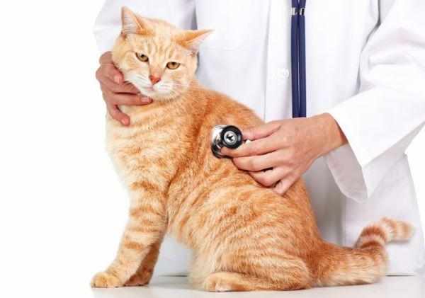 Для диагностики необходимо привезти мочу кота к ветеринару
