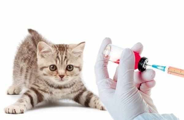Перед поездкой у кошки должны быть сделаны прививки
