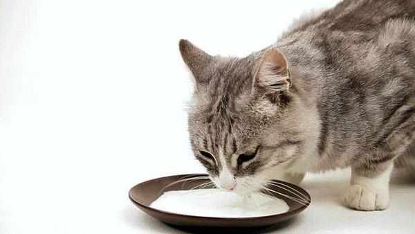 В рационе кормящей кошки следует увеличить количество жидкости