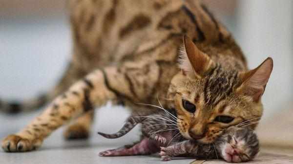 Питомец может съесть котенка из-за стресса при родах