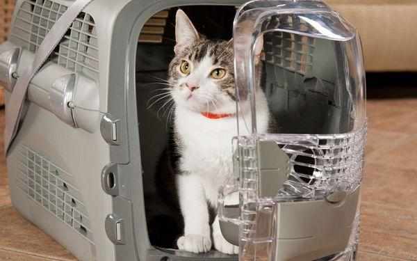 Кошек переводят в надежных контейнерах для животных