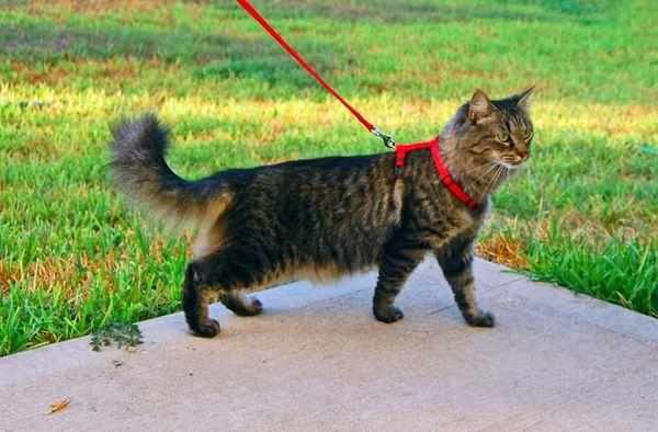 Кот с шлейкой для выгула