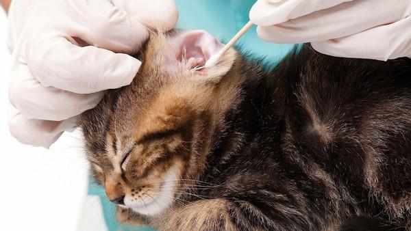 Специалисты рекомендуют чистить уши у котенка движениями изнутри наружу