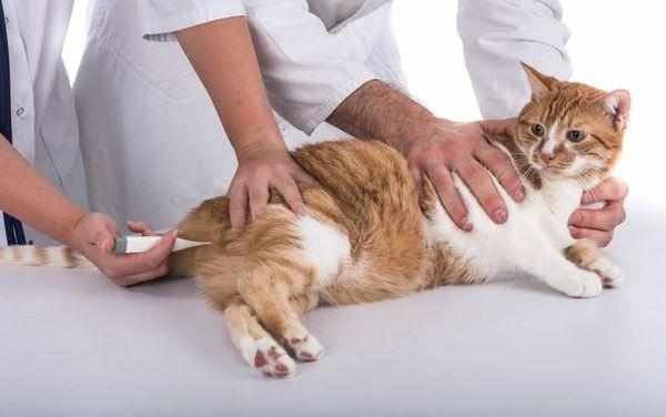 Кожные заболевания у кошки нужно лечить оперативно