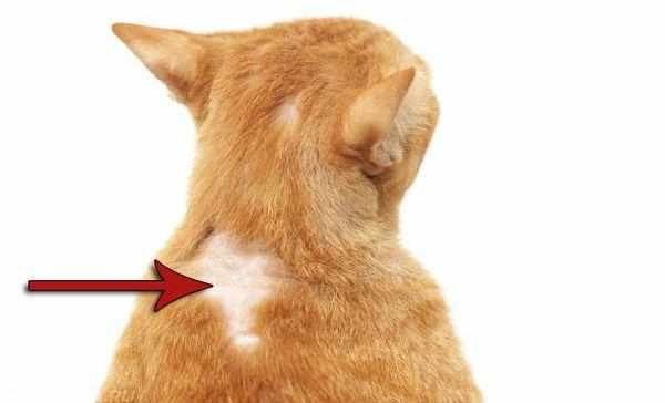 Проявление внешней аллергии у кошки