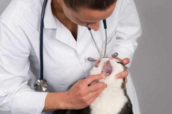 Лечение кошки назначает ветеринар