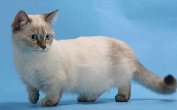 Котята манчкин с детства очень чистоплотные Котята манчкин с детства очень чистоплотные