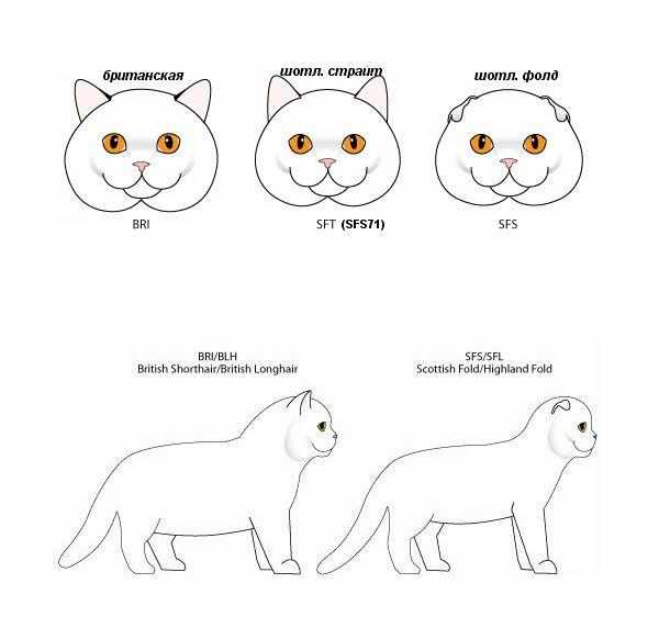 Различие британской и шотландской породы кошек