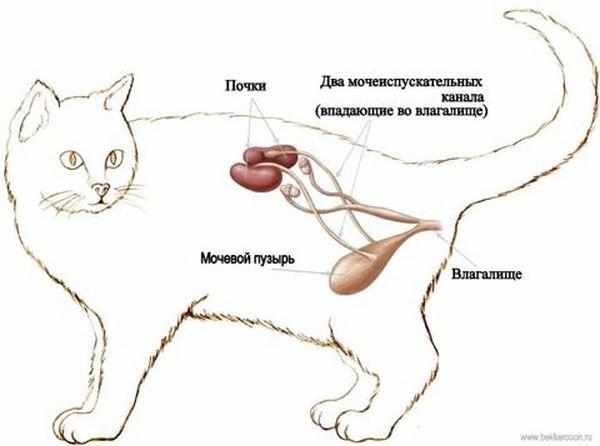 Строение мочеполовой системы кошки