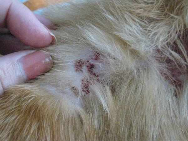 Пиодермия это гнойное поражение кожи у животных
