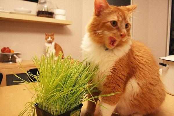 Кошки любят лакомиться травой