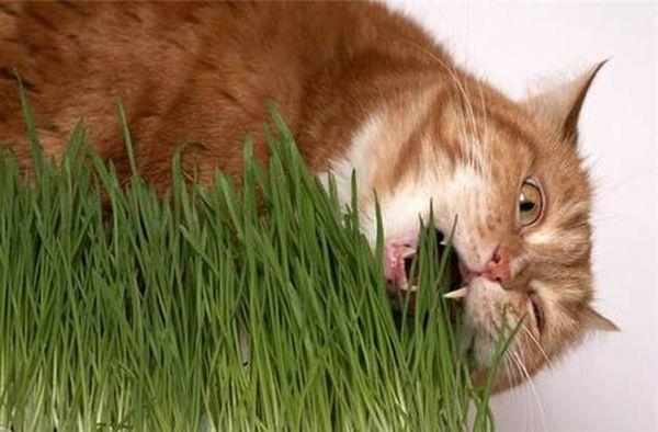 Траву для котов можно выращивать самостоятельно