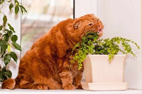 Не все комнатные растения можно есть котам