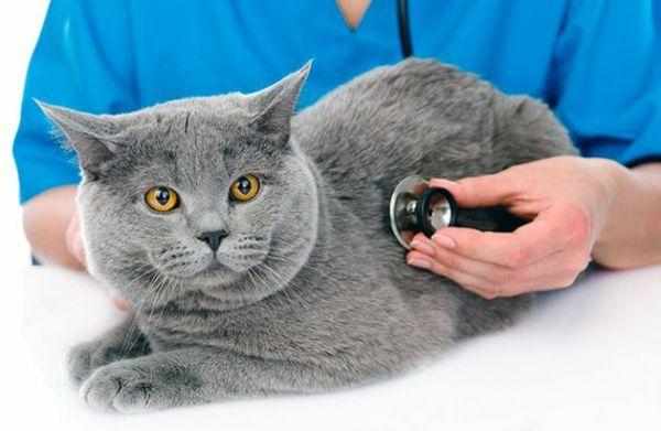 Стерилизация кошки сложная процедура