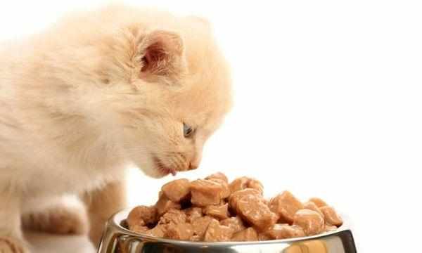 Взрослый корм не рекомендован котятам