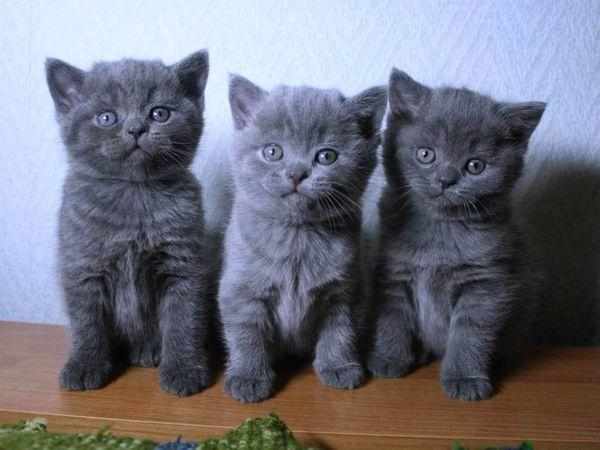 Котята британской породы Котята британской породы