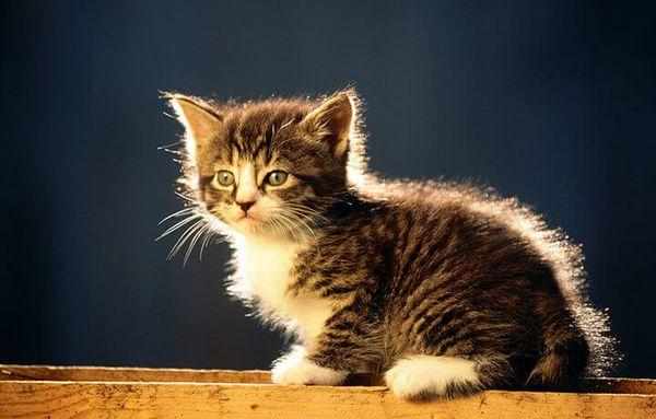 Котенок курильского бобтейла Котенок курильского бобтейла
