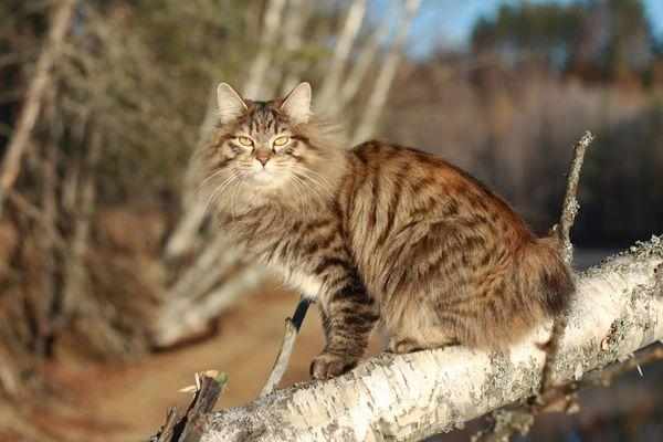 Бобтейл – это домашняя кошка Бобтейл – это домашняя кошка