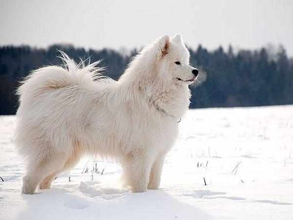 Самоед - большая собака с густой белой шерстью