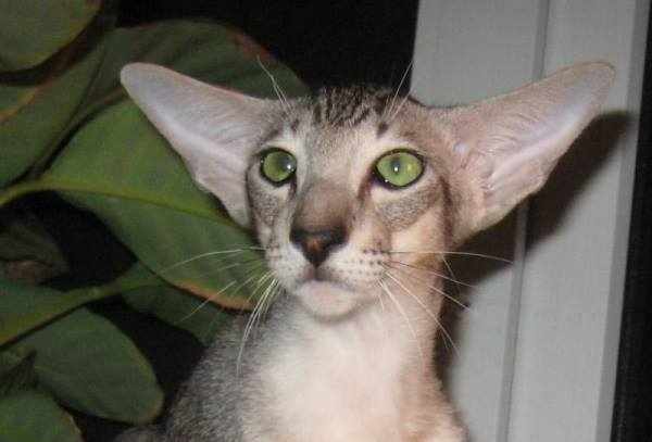 Лидерство по самым большим ушам среди всех пород кошек принадлежит кошкам восточных пород