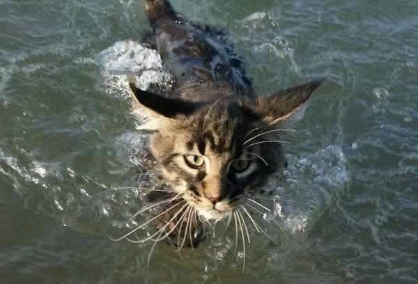 Данная порода кошек любит воду