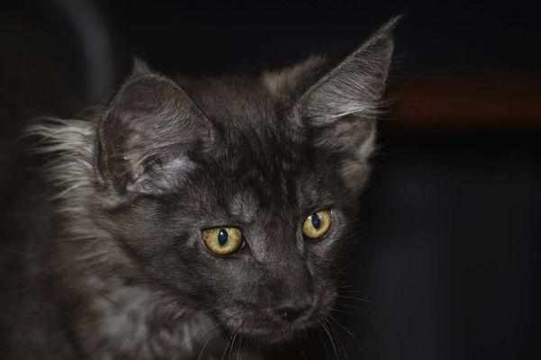 Черный котенок мейн-куна
