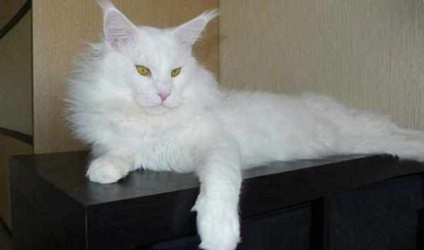 Белый кот мейн-кун